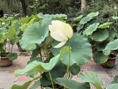-莲花池公园