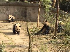 -成都大熊猫繁育研究基地