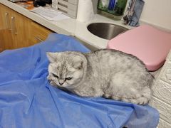 -美联众合动物医院·24h京西诊疗中心