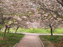 -古柏渡丰乐樱花园