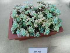 -上海鲜花港