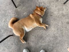 -柴犬高等学院·狗咖·柴犬售卖·宠物训练