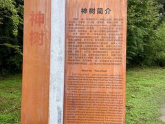 -卧龙中华大熊猫苑神树坪基地