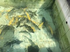 虹鳟鱼-回头客餐厅·家的味道农家菜·虹鳟鱼·铁锅炖(雁栖湖店)
