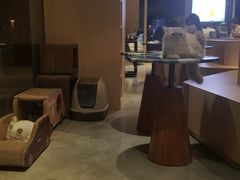 -瞄一喵猫咖(格力海岸店)