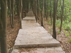 -南山植物园