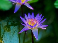 -国家植物园南园