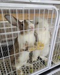 点击看大图 -小蜜蜂农场(凯德七宝购物广场店)