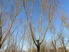 -大兴滨河森林公园