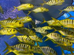 -太平洋海底世界