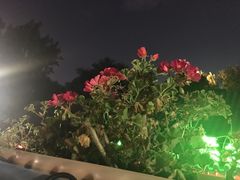 -Sirena海妖日咖夜酒