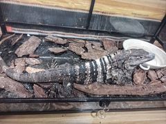 -上海大自然野生昆虫馆(东方明珠·爬宠昆虫探索中心)
