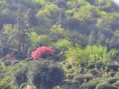 -东白山