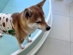 -怪兽屋·羊驼·猫咖·狗咖(俊华广场店)