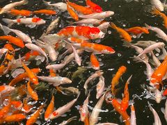 -侠成水上农庄(工业大道店)