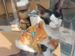 -飞行喵MR PILOT|猫舍·猫咖(静安大融城店)