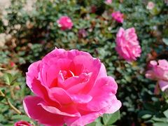 -枫林花海