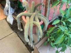 -曲阳花鸟市场(曲阳路店)