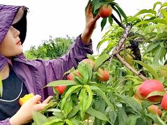 -樂桃源奉贤黄桃种植采摘基地