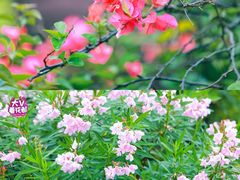 -广东花都湖国家湿地公园