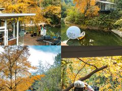 -千年银杏谷文化旅游区