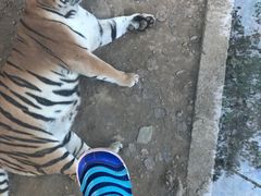-栾川竹海野生动物园