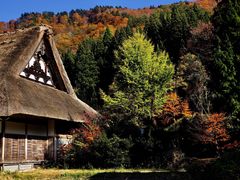 -白川乡与五箇山的合掌构造村落