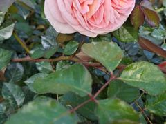 -人民公园(罗湖区)