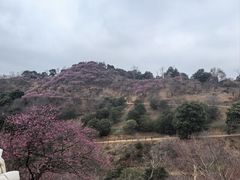-新建村梅花