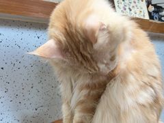 -有猫主题·治愈系猫咖(曾厝垵店)