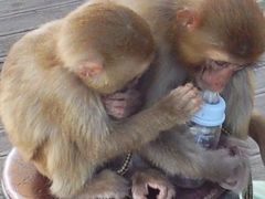 -大连森林动物园