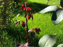 -静之湖湖畔餐厅