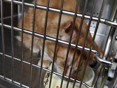 -艾贝尔宠物诊疗