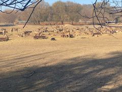 -北京麋鹿生态实验中心