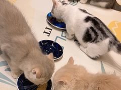 -山宅一喵德文卷毛猫舍