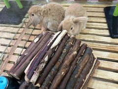 -宠物兔专门店(天丰利市场店)