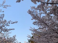 -高东镇樱花园