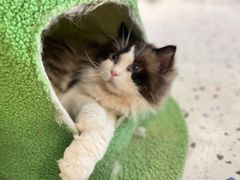 -喵喵咪呀布偶猫咖(春熙路店)