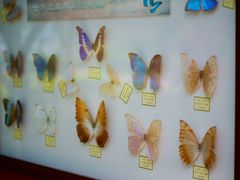 -南宁良凤江国家森林公园