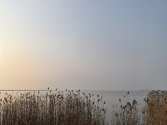 -西京湾花海