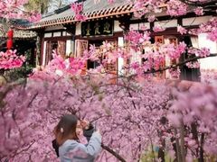 -武汉大学-樱园