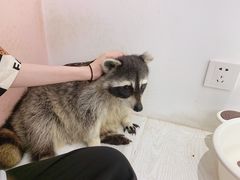 -浣熊柯尔鸭土拨鼠·电玩咖