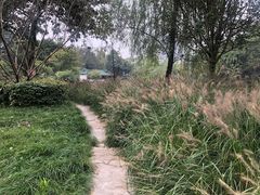 -桂湖森林公园