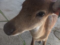 -鹿境梅花鹿生态园区