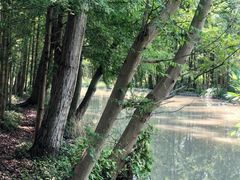 -桤木河湿地公园