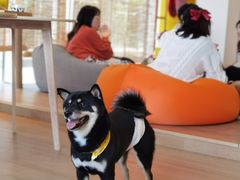 -南京Hallo宠物乐园·哈罗犬舍·柴犬繁育基地