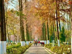 -合肥滨湖国家森林公园