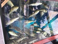 -肆月河豚·新淮扬(金融街店)