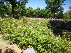 -济南国际园博园