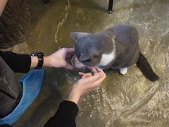 -猫猫幼稚园·撸猫·桌游·电玩